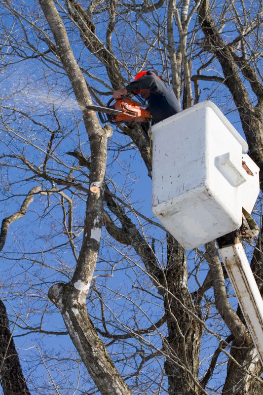 Cottonwood Tree Trimming