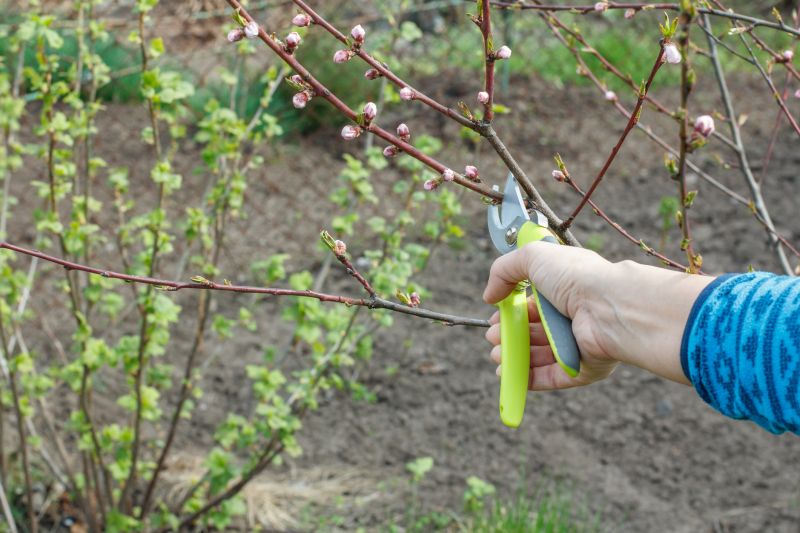 Bradford Pear Tree Pruning in Reno, NV