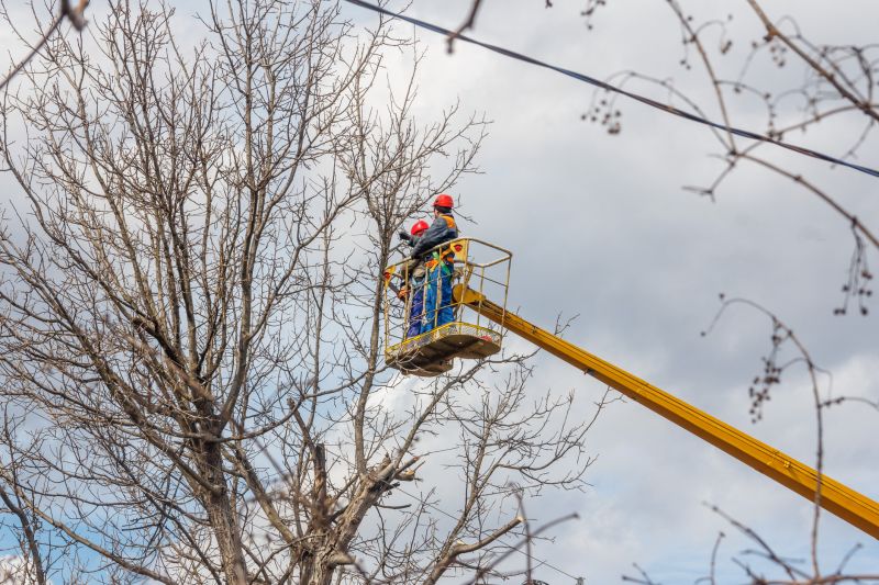Cottonwood Tree Trimming