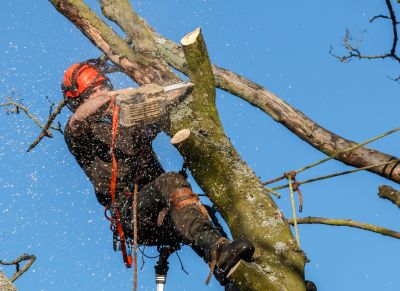 Cottonwood Tree Trimming
