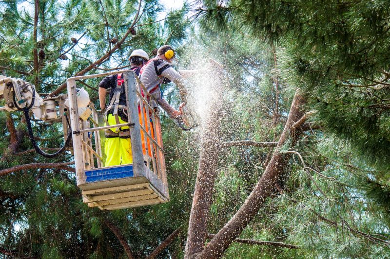 Cottonwood Tree Trimming