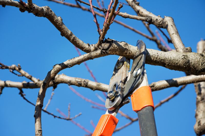 Cottonwood Tree Trimming