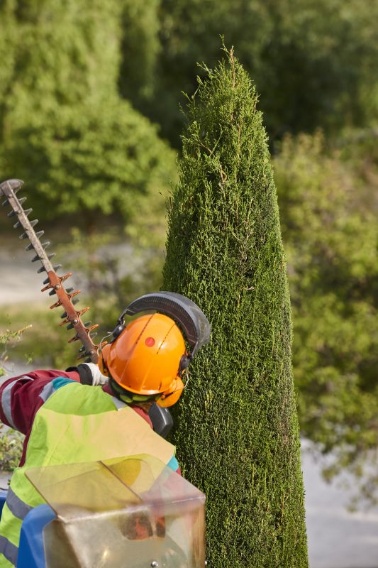 Cottonwood Tree Trimming