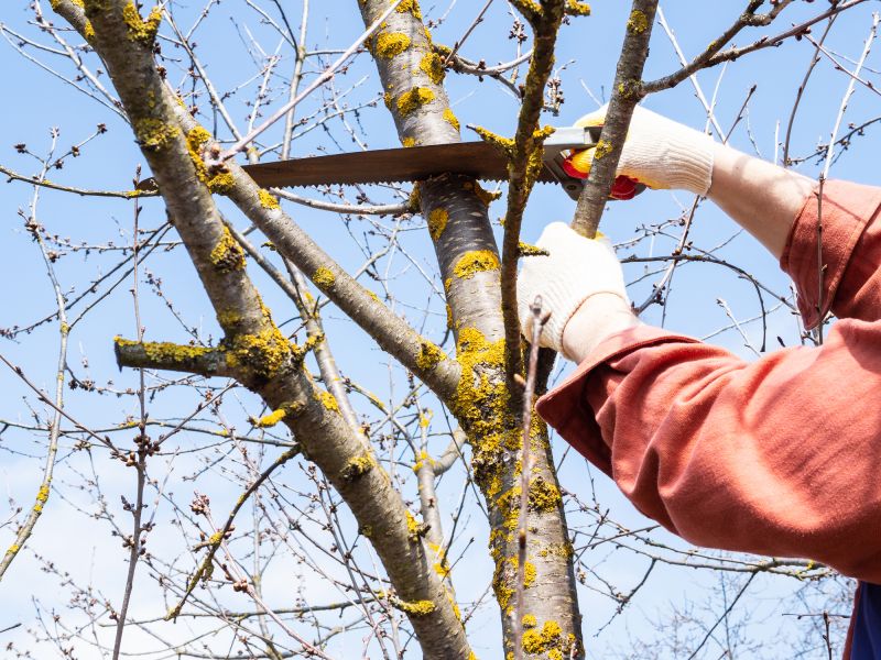 Cottonwood Tree Trimming