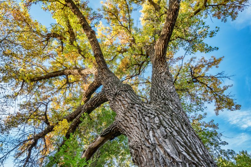 Cottonwood Tree Trimming