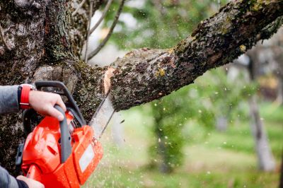 Cottonwood Tree Trimming