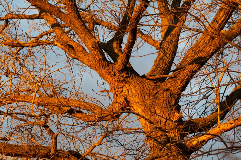 Cottonwood Tree Trimming