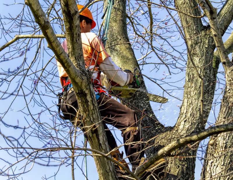 Cottonwood Tree Trimming
