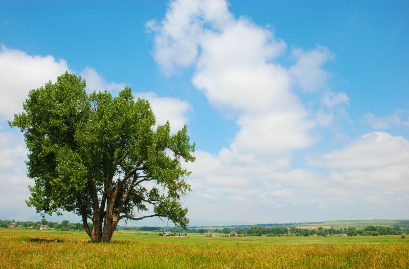 Cottonwood Tree in Full Growth