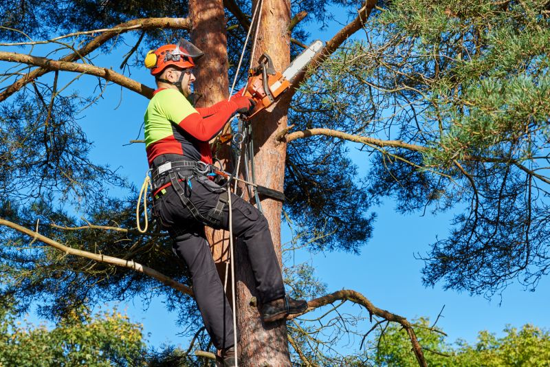 Contractor Performing Trimming