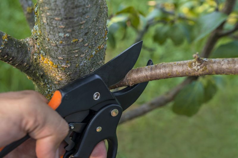 Black Friday Tree Service Deals
