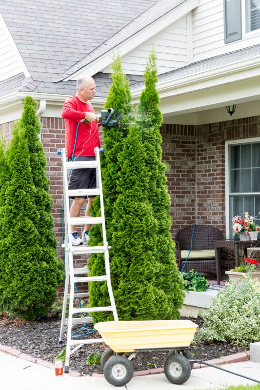 Evergreen Hedge Trimming in Rockwall, TX