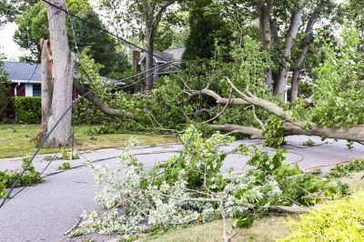 Tree on Car