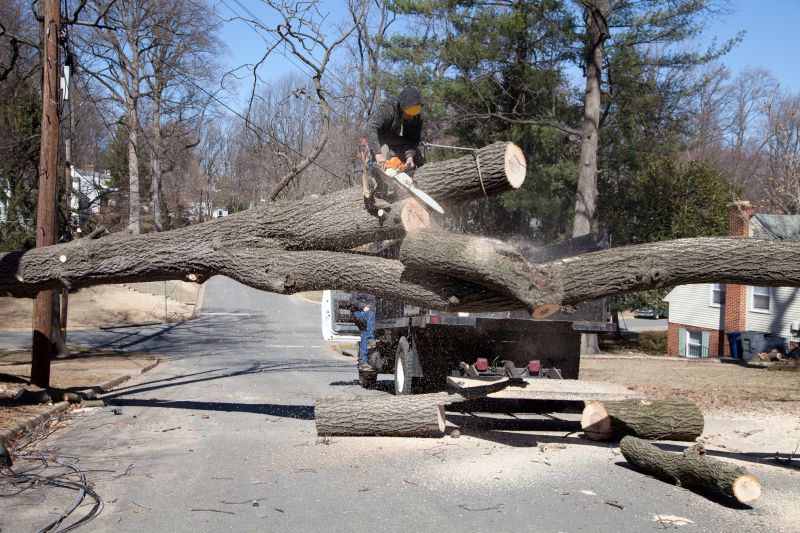 Tree Blocking Road