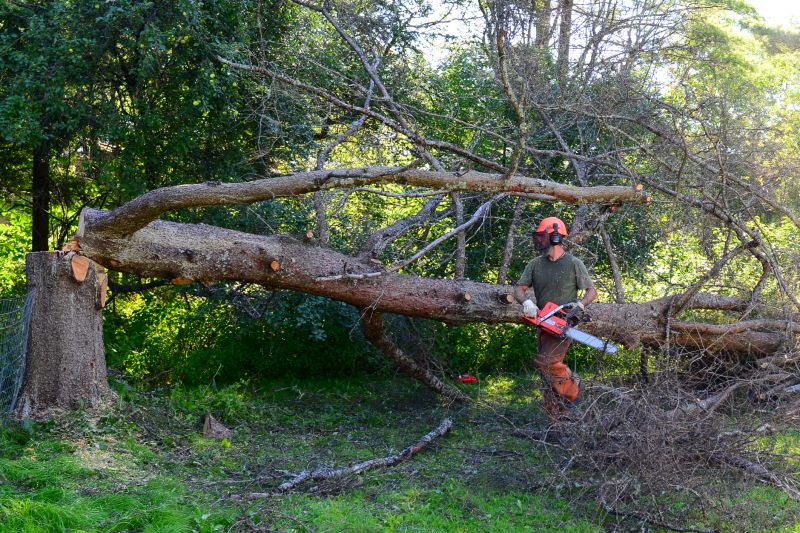Fallen Tree Near Power Lines