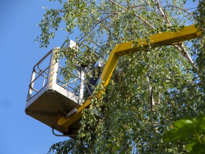 Residential Tree Service in Aiken, SC