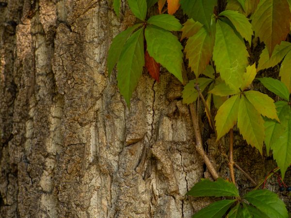 Invasive Vine Removal